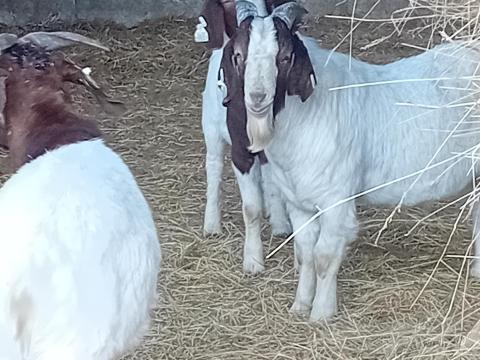 Eladó törzskönyves Búr kecskebakok