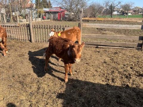 Limuzin és magyartarka borjak eladók