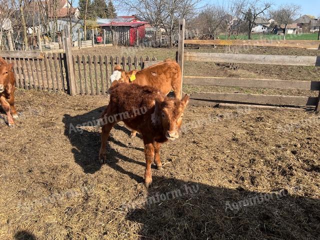 Limuzin és magyartarka borjak eladók