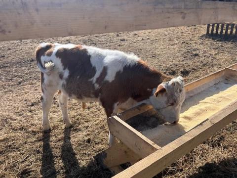 Bika és üsző borjak eladók