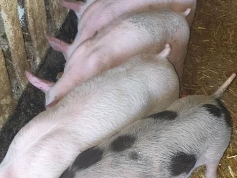 Eladó 5 db szép malac