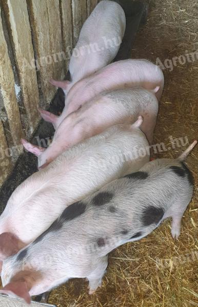 Eladó 5 db szép malac