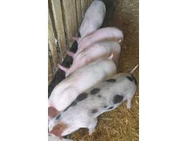 Eladó 5 db szép malac