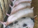 Eladó 5 db szép malac