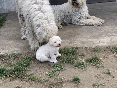 Komondor jellegű kölyök ingyen elvihető