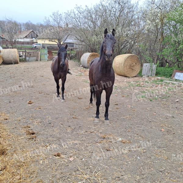 Eladó lovak
