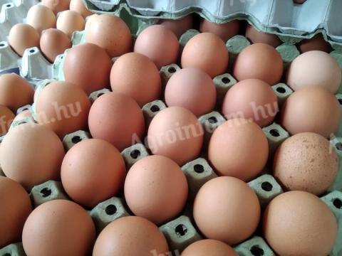 Étkezési tojás tojás