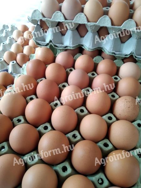 Étkezési tojás tojás