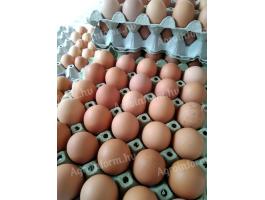 Étkezési tojás tojás