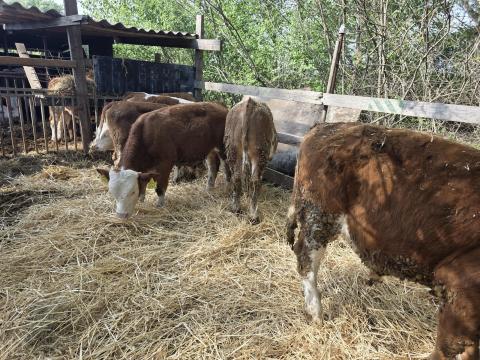 Elado 24db Borju 150kg 350kg