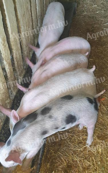 Eladó 5 db malac