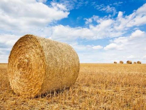 Szalma-széna területet vásárolnánk