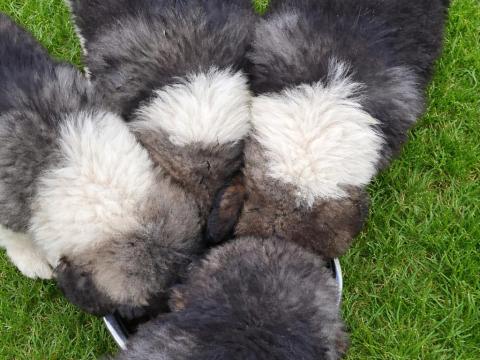 Kaukázusi juhász jellegű kiskutya