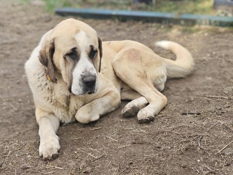Közép-ázsiai juhászkutya, 1,5 éves kan
