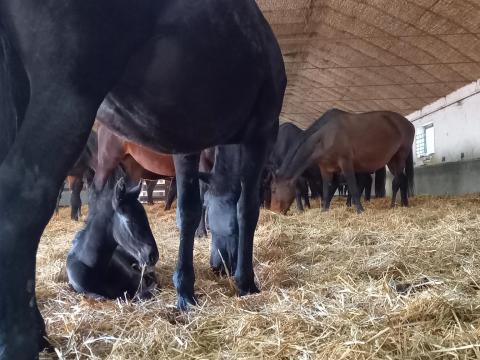 Lovardai munkát keresek