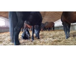 Lovardai munkát keresek