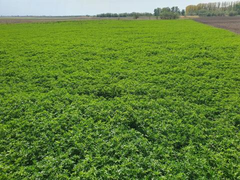 Lucerna és gyep terület kaszálási jog