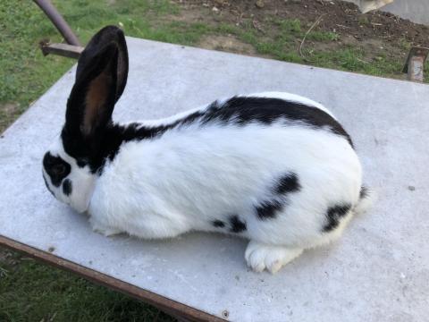 Továbbtenyésztésre nyulak eladók