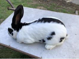 Továbbtenyésztésre nyulak eladók