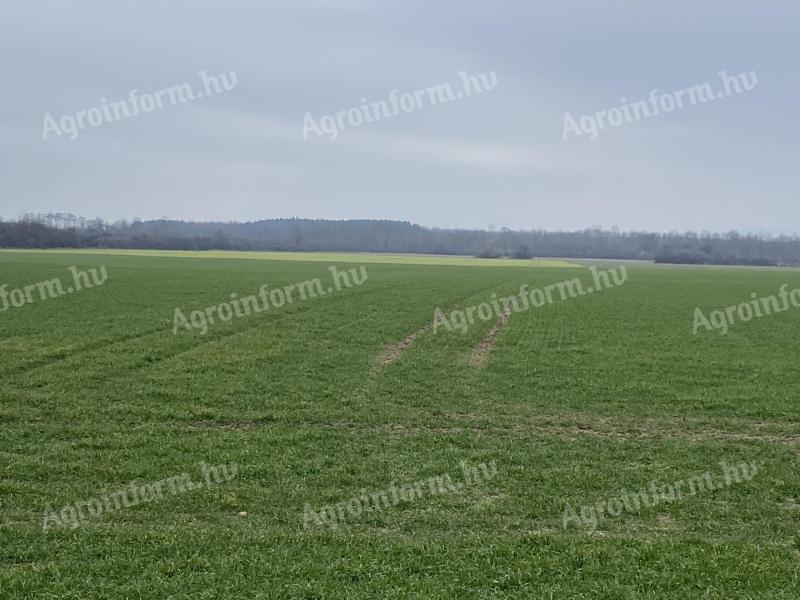 Termőföld