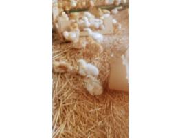 Napos és előnevelt csirke