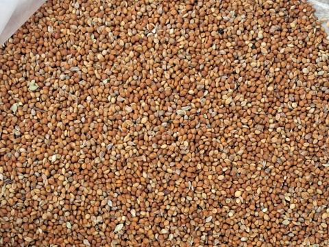 Vörös Muhar,  Vörös Muharmag Eladó Postai Utánvétellel