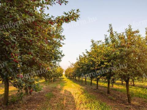 Kertészeti csoportvezető
