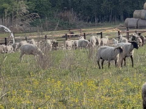 Hasas birkák és bárányok 5,5 M Ft