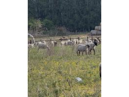 Hasas birkák és bárányok 5,5 M Ft