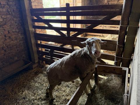Német húsmerinó kos eladó