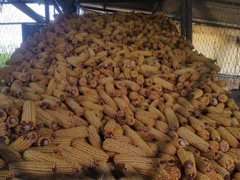 Kukorica morzsolva eladó