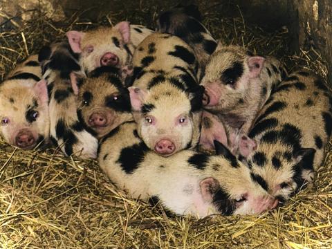 Minnesotai Törpemalacok