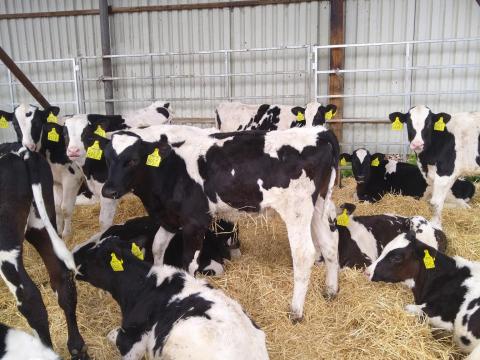 Eladó Holstein-fríz növendék bikák