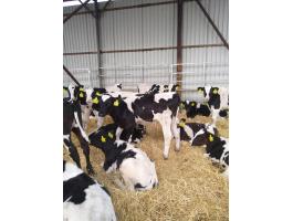 Eladó Holstein-fríz növendék bikák