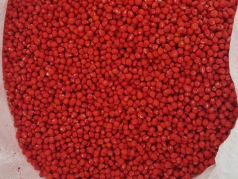 Koregraf kukorica vetőmag