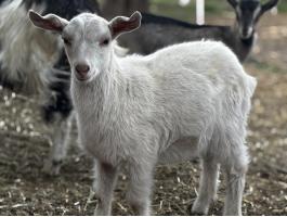 Szarvatlan Kis Bakok