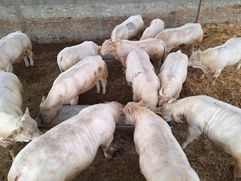 Charolais hízóbikák