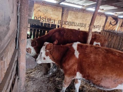 2 db magyar tarka üsző eladó