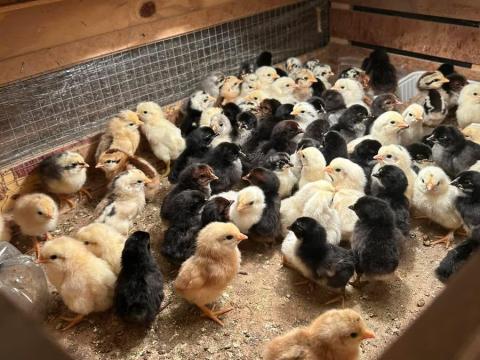 Japán csibék költöznének