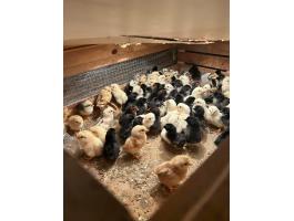 Japán csibék költöznének