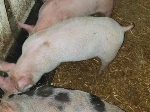 Eladó szép malacok