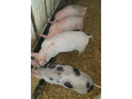 Eladó szép malacok