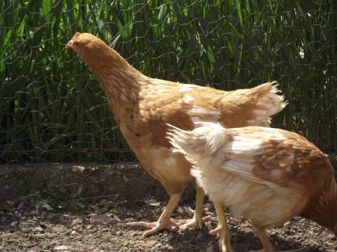 Csirke, továbbtartásra jérce eladó