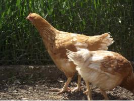 Csirke, továbbtartásra jérce eladó