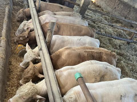 Húshasznú bikák kb. 600-800 kg között