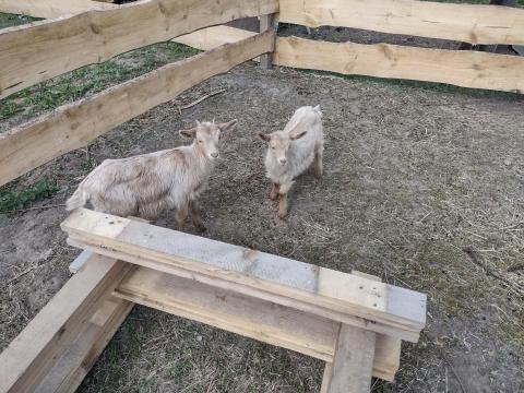 Eladó 2 db gödölye