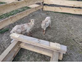 Eladó 2 db gödölye