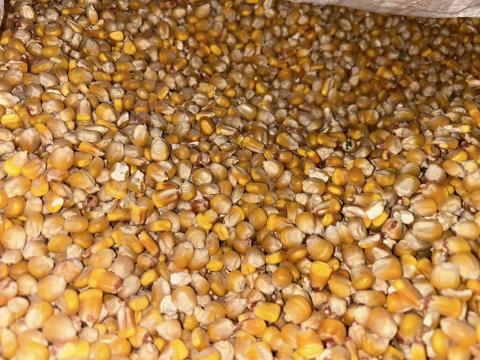 Tisztított bio kukorica
