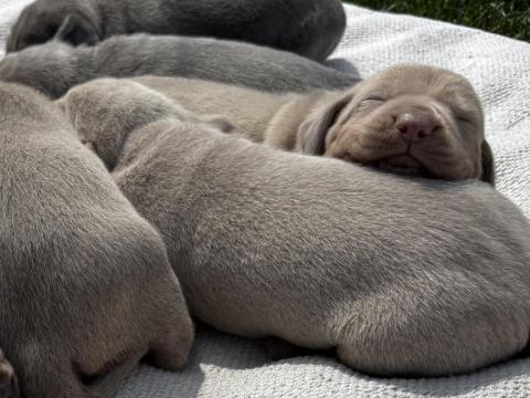 Weimári vizsla fajtatiszta jellegű kiskutyák