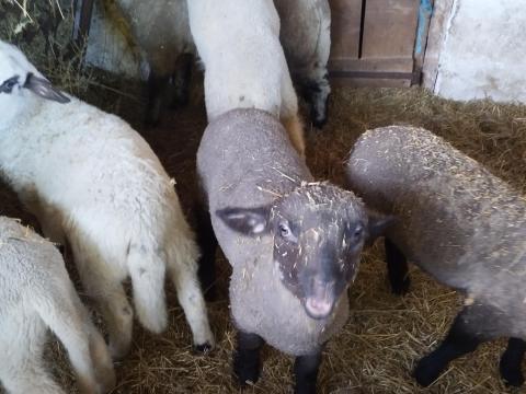 Eladó 6db suffolk-merinó keresztezett bàràny